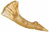 Fossil Sawfish (Onchopristis) Rostral Barb - Morocco #366698-1